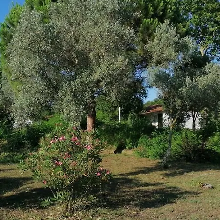 Live Asist Bungolov Beach / Canli Orman Gasthuis Ağva