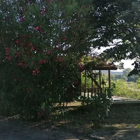 Live Asist Bungolov Beach / Canli Orman